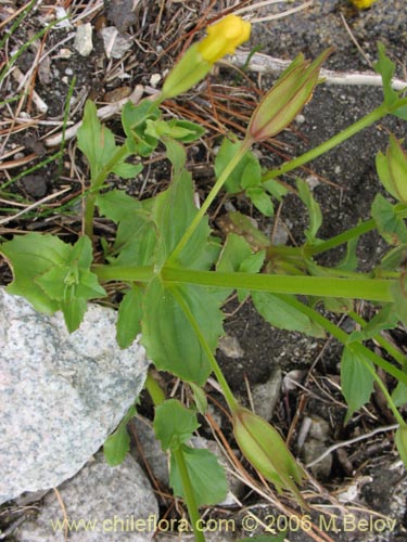 Фотография Mimulus luteus (Berro amarillo / Placa). Щелкните, чтобы увеличить вырез.